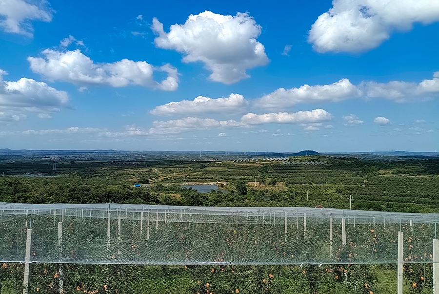 蘋(píng)果基地